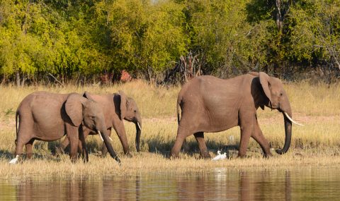 “House of cards”: Verra used junk carbon credits to fix Shell’s offsetting scandal