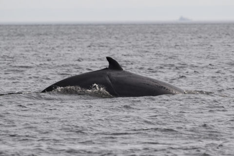 Whale watching takes place in Toudssac, Canada, on September 7, 2025. (Photo by Domenico Cippitelli/NurPhoto)NO USE FRANCE