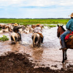 The EU should partner with Global South to protect carbon-storing wetlands