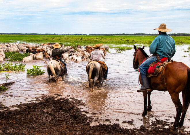 The EU should partner with Global South to protect carbon-storing wetlands