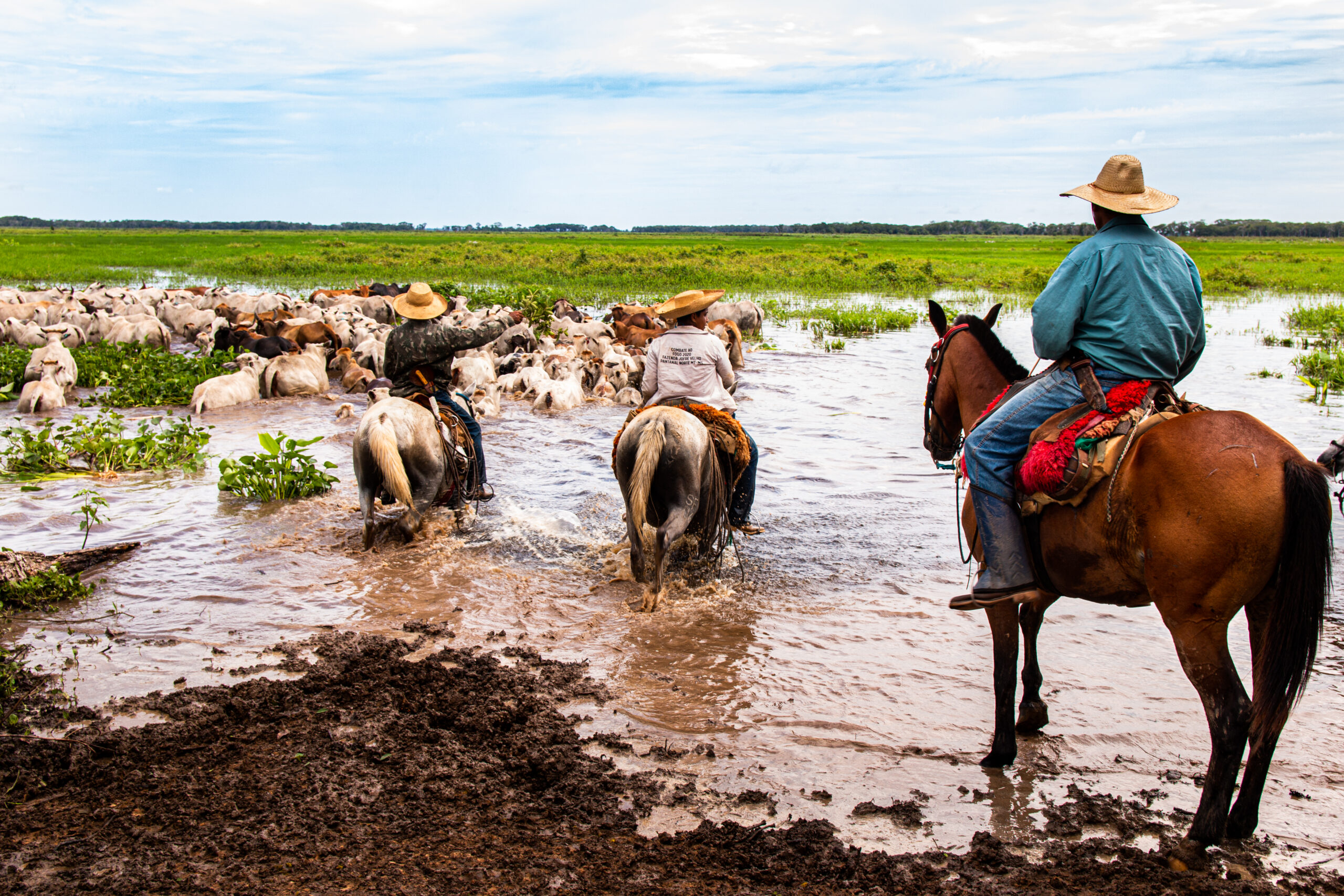 The EU should partner with Global South to protect carbon-storing wetlands