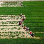 UN’s new carbon market delivers first credits through Myanmar cookstove project