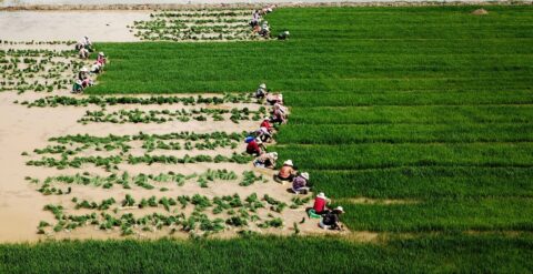 UN’s new carbon market delivers first credits through Myanmar cookstove project