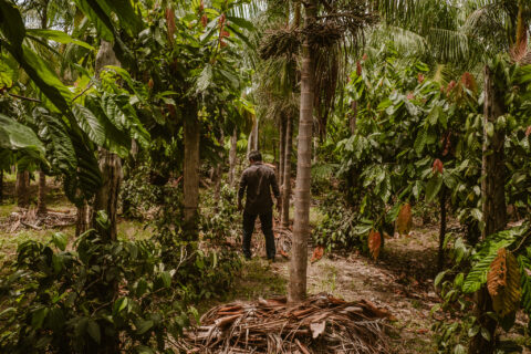 Zé Maria Pantoja, an agroforestry farmer and partner of Belterra, walks under the trees on his 50 hectares of land in in Tomé Açu, Brazil