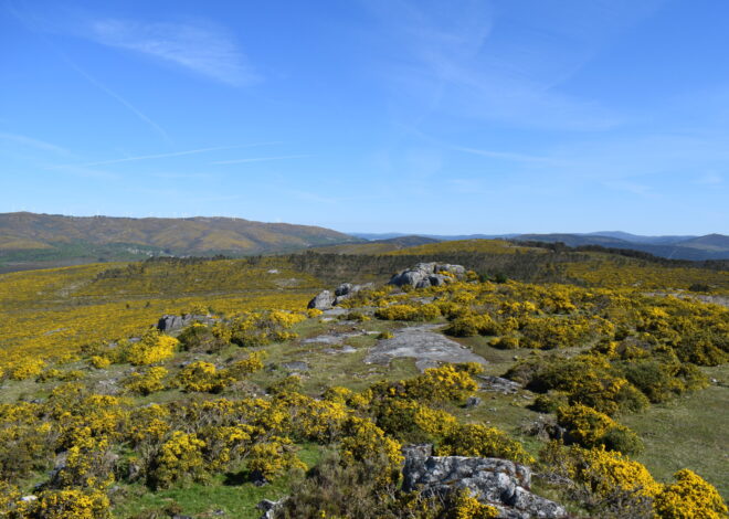 Rush for critical minerals tests Europe’s resolve to protect nature