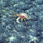 UK government faces legal challenge over deep sea mining permits to “opaque” firm