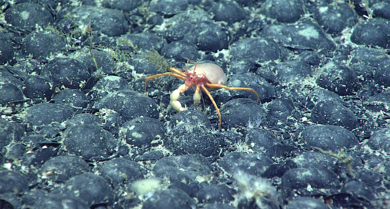 UK government faces legal challenge over deep sea mining permits to “opaque” firm