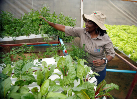 Urban farmer Venensia Mukarati tends to plants growing in a hydroponic garden in Harare, Zimbabwe