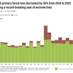 Brazil leads “encouraging” decline in global rainforest destruction in 2025