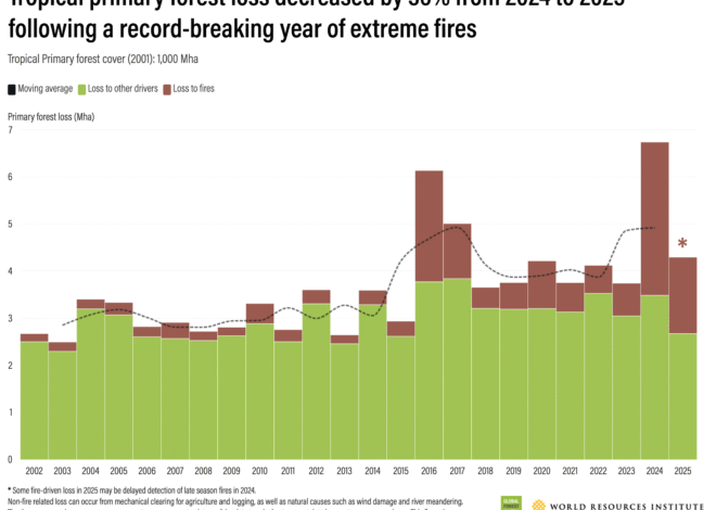 Brazil leads “encouraging” decline in global rainforest destruction in 2025