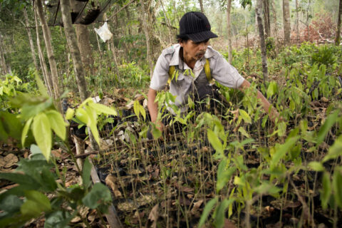 Petrus Asuy sow forest crops seed in his nursery in Muara Tae Village, East Kalimantan Province of Indonesia on September 2015. The crops would be planted in the intact forest as part of community reforestation. Of their original 11.000 hectares of land, only 400 hectares can survive when the rest were destroyed by palm oil plantations and coal mining. In 2015, United Nations awarded Equator Prize to Muara Tae Community to recognize their effort in protecting ancestral forest. Agriculture and agroforestry are the primary income for indigenous people in Indonesia. Forest and agriculture land conversion for monoculture plantations and coal mining have threaten the indigenous communities. When the threat become rampant, indigenous people believe that planting trees and farming are considered as an act to protect their land.