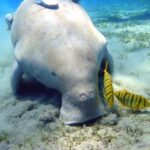 Coral reefs are not doomed – but policy must catch up with the science 