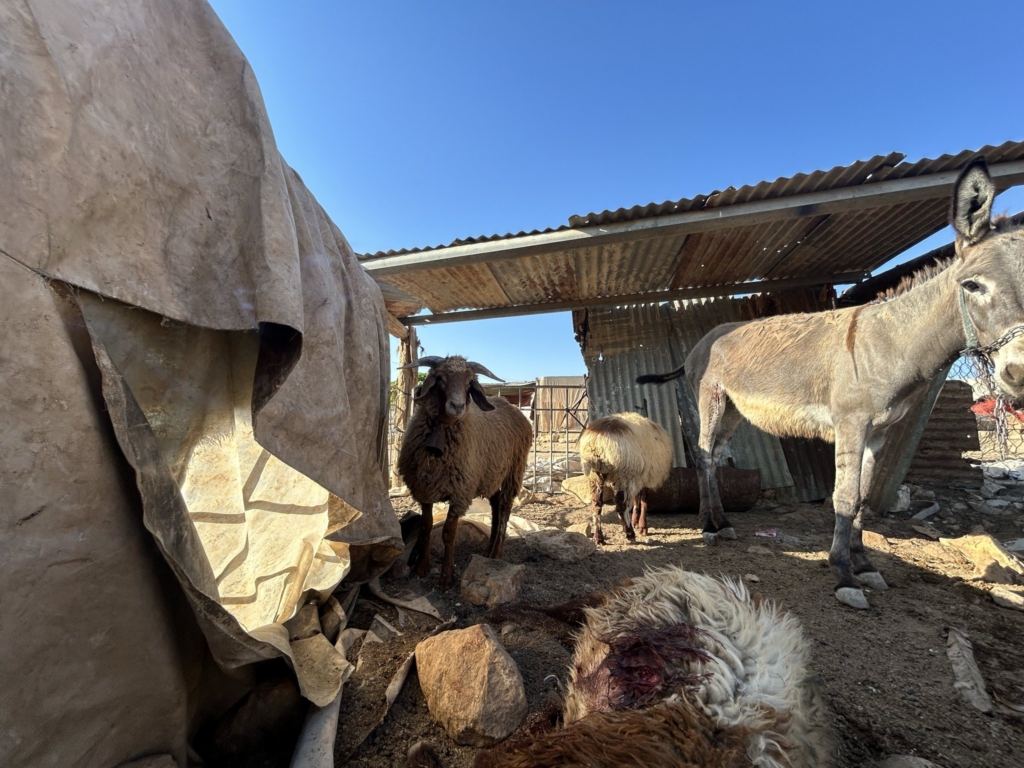 A sheep and a donkey stand near an injured animal