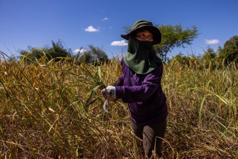 Rice farmers harvest rice by hand in the Ban Don Mu Village on November 12, 2023 in Ubon Ratchathani, Thailand