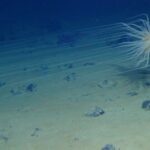 UN seabed regulator defends authority as mining firms seek to halt inquiry