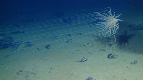 UN seabed regulator defends authority as mining firms seek to halt inquiry