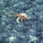 Top maritime court rejects bid to halt UN deep-sea mining inquiry