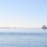 A group of dolphins swimming near tankers in Saldanha Bay, South Africa.